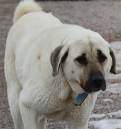 Kangal sheppard dogs of Sivas