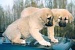 Kangal puppies